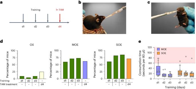 Refined tamoxifen administration in mice by encouraging voluntary consumption of palatable formulations