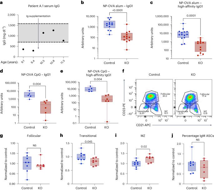 PI3Kγ in B cells promotes antibody responses and generation of antibody-secreting cells