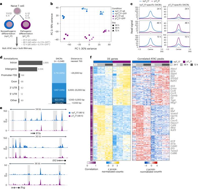 BACH2 regulates diversification of regulatory and proinflammatory chromatin states in TH17 cells