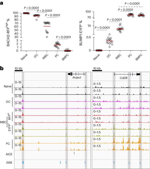 Stimulation history is epigenetically imprinted in memory B cells