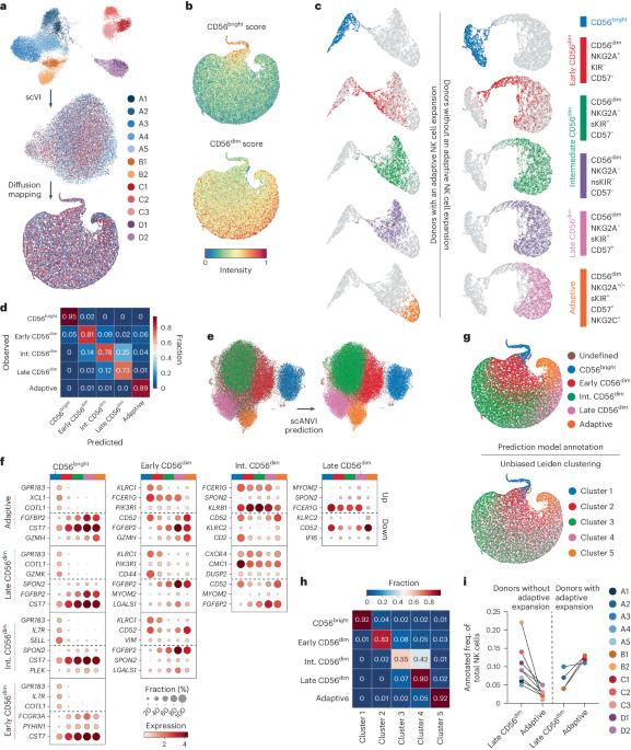 Pan-cancer profiling of tumor-infiltrating natural killer cells through transcriptional reference mapping