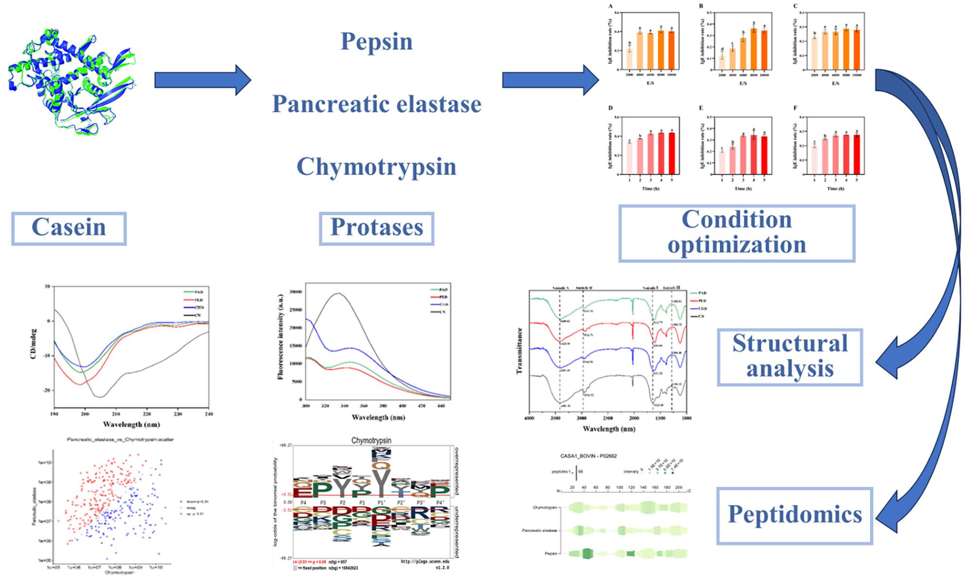 Study on the mechanism of targeted regulation of casein linear epitopes by three animal-derived proteases under the optimal antigen inhibition rate conditions