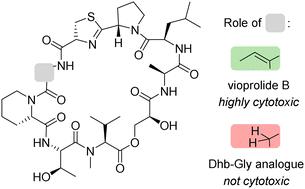 Synthesis and biological evaluation of vioprolide B and its dehydrobutyrine-glycine analogue†