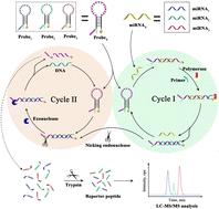 Molecular beacon-peptide probe based double recycling amplification for multiplexed detection of serum exosomal microRNAs†