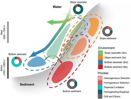 Microbial communities reveal niche partitioning across the slope and bottom zones of the challenger deep