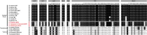 Reassessment of the genetic basis of natural rifampin resistance in the genus Rickettsia