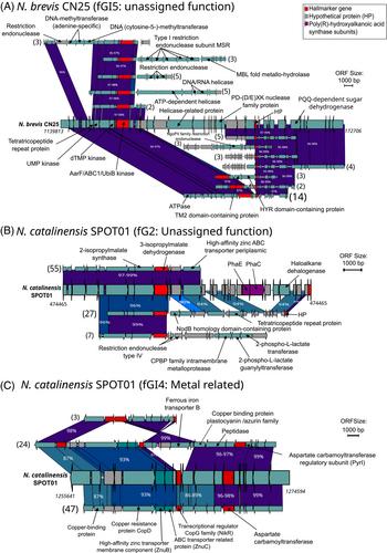 Microdiversity in marine pelagic ammonia-oxidizing archaeal populations in a Mediterranean long-read metagenome