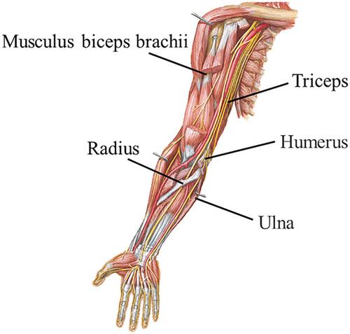 Research on gravity compensation control of BPNN upper limb rehabilitation robot based on particle swarm optimization