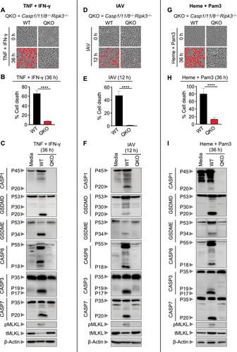 Defining PANoptosis: Biochemical and Mechanistic Evaluation of Innate Immune Cell Death Activation