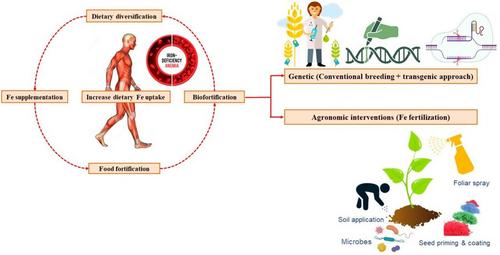 Iron biofortification in cereal crops: Recent progress and prospects