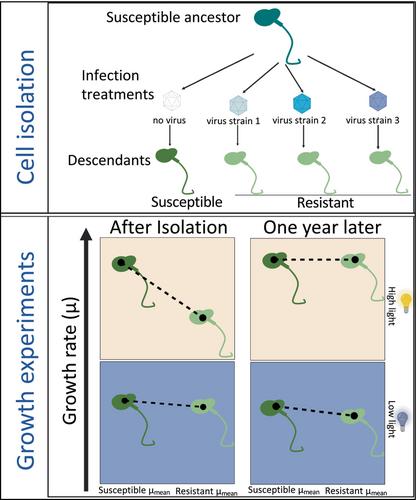 Transient, context-dependent fitness costs accompanying viral resistance in isolates of the marine microalga Micromonas sp. (class Mamiellophyceae)