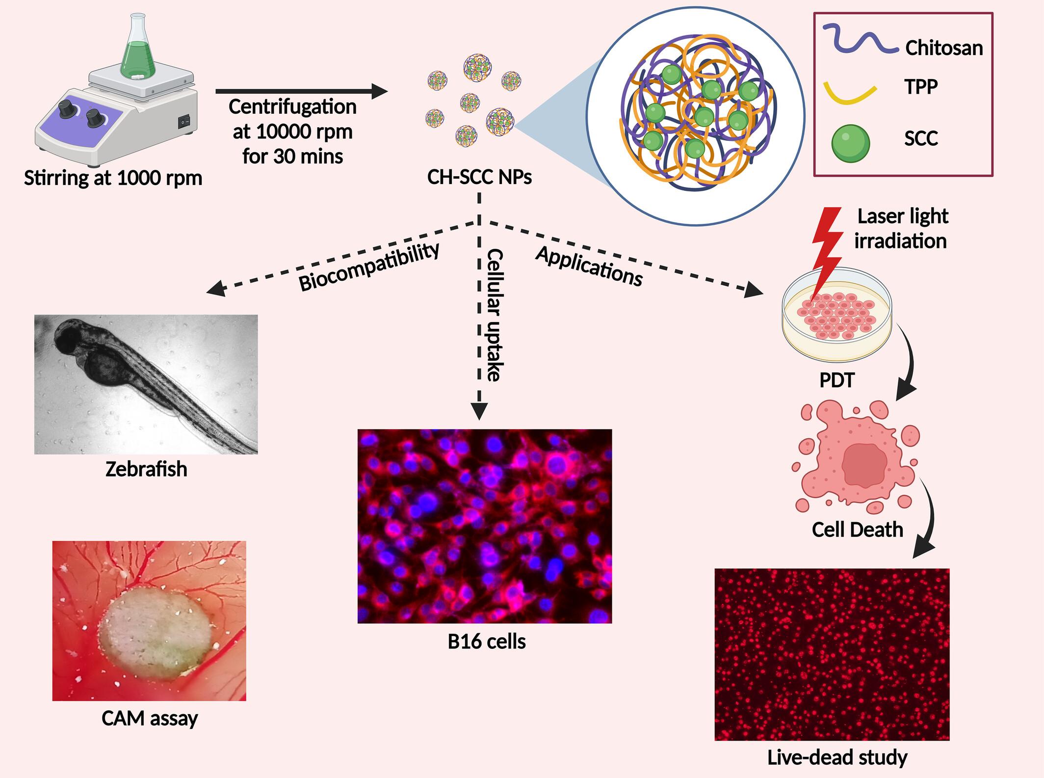 Sodium copper chlorophyllin-loaded chitosan nanoparticle-based photodynamic therapy for B16 melanoma cancer cells