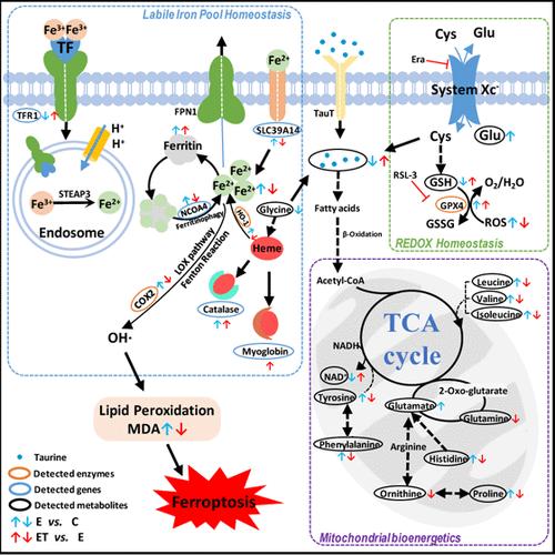 Taurine Alleviates Ferroptosis-Induced Metabolic Impairments in C2C12 Myoblasts by Stabilizing the Labile Iron Pool and Improving Redox Homeostasis