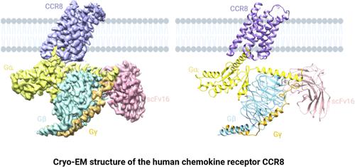 Cryo-EM Structure and Biochemical Analysis of the Human Chemokine Receptor CCR8