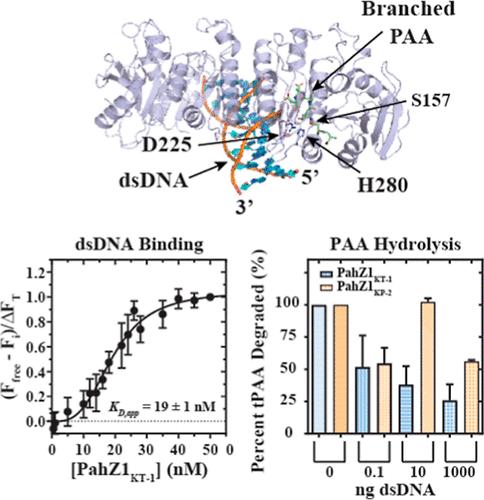 Novel DNA-Binding Activity Exhibited by Poly(aspartic acid) Hydrolase-1 Inhibits Poly(aspartic acid) Hydrolase Activity