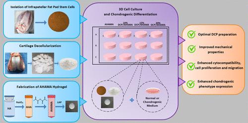 Evaluation of Articular Cartilage Regeneration Properties of Decellularized Cartilage Powder/Modified Hyaluronic Acid Hydrogel Scaffolds