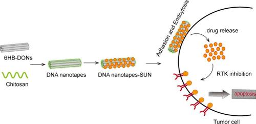 DNA Origami-Constructed Nanotapes for Sunitinib Adsorption and Inhibition of Renal Clear Carcinoma Cells