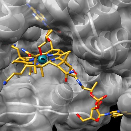 A Noble Metal Substitution Leads to B12 Cofactor Mimicry by a Rhodibalamin
