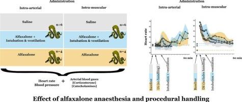 Impact of procedural handling on the physiological effects of alfaxalone anaesthesia in the ball python (Python regius)