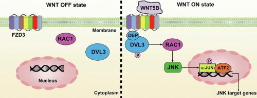 WNT5B promotes the malignant phenotype of non-small cell lung cancer via the FZD3–DVL3–RAC1–PCP–JNK pathway