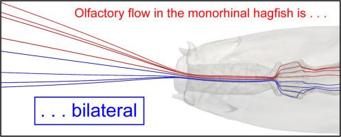 Odorant transport in a hagfish