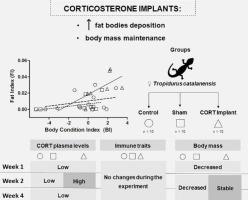 Corticosterone treatment results in fat deposition and body mass maintenance without effects on feeding behaviour or immunity in female lizards (Tropidurus catalanensis)