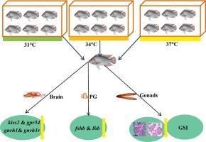 Elevated temperature impairs gonadal development by suppressing the expression of the genes for kisspeptin, GnRH1 and GTH subunits in Nile tilapia Oreochromis niloticus