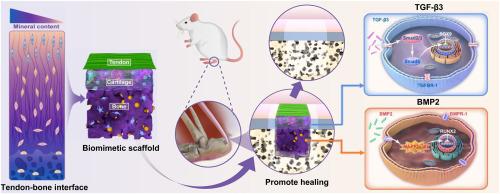 Structure, ingredient, and function-based biomimetic scaffolds for accelerated healing of tendon-bone interface