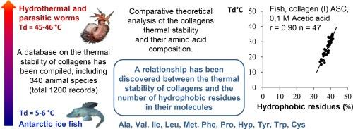 Relationship between thermal stability of collagens and the fraction of hydrophobic residues in their molecules