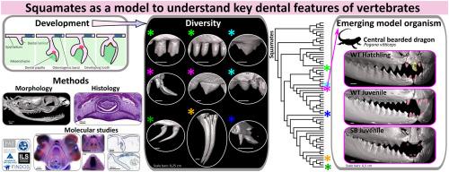 Squamates as a model to understand key dental features of vertebrates