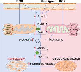 Vericiguat attenuates doxorubicin-induced cardiotoxicity through the PRKG1/PINK1/STING axis