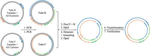 Single-round QuikChange PCR for engineering multiple site-directed mutations in plasmid DNA