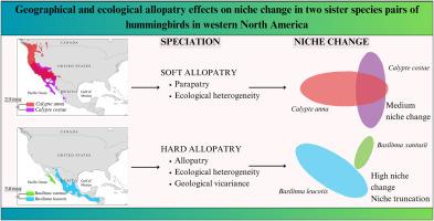 Geographical and ecological allopatry effects on niche change in two sister species pairs of hummingbirds in western North America