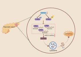 Targeting SMYD2 promotes ferroptosis and impacts the progression of pancreatic cancer through the c-Myc/NCOA4 axis-mediated ferritinophagy