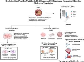 Revolutionizing precision medicine in oral squamous cell carcinoma: Harnessing 3D in vitro models for translation