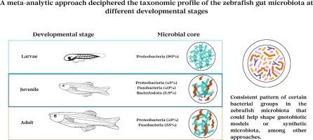 Deciphering the gut microbiota of zebrafish, the most used fish as a biological model: A meta-analytic approach