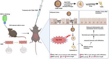 ROS-responsive thioketal nanoparticles delivering system for targeted ulcerative colitis therapy with potent HDAC6 inhibitor, tubastatin A