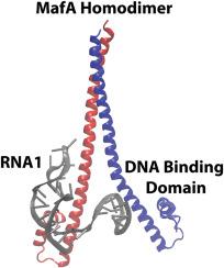 Structure based computational RNA design towards MafA transcriptional repressor implicated in multiple myeloma