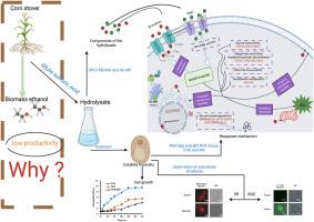 Cellular damage and response mechanisms of Candida tropicalis SHC-03 induced by toxic byproducts in corn stover hydrolysate