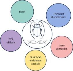 Molecular mechanisms uncovers differentially expressed genes in male and female adults of Batocera horsfieldi (Coleoptera: Cerambycidae)