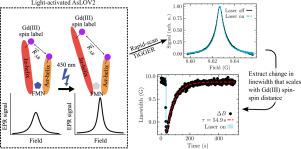 Field-domain rapid-scan EPR at 240 GHz for studies of protein functional dynamics at room temperature