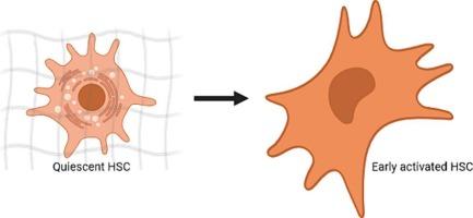 Early activation of hepatic stellate cells induces rapid initiation of retinyl ester breakdown while maintaining lecithin:retinol acyltransferase (LRAT) activity