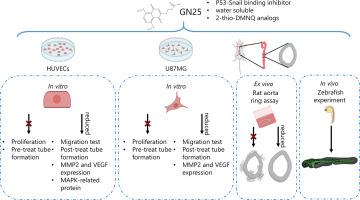 The anti-angiogenic and anti-vasculogenic mimicry effects of GN25 in endothelial and glioma cells