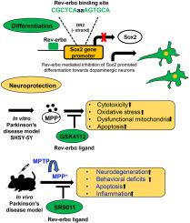 Rev-erbα regulate neurogenesis through suppression of Sox2 in neuronal cells to regenerate dopaminergic neurons and abates MPP+ induced neuroinflammation