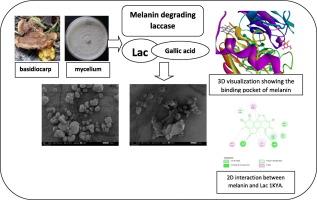 High melanin degradation by laccase from a novel isolated white rot fungi Trametes polyzona 023 in the presence of phenolic compounds