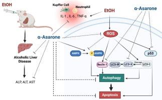 Alpha-Asarone attenuates alcohol-induced hepatotoxicity in a murine model by ameliorating oxidative stress, inflammation, and modulating apoptotic-Autophagic cell death