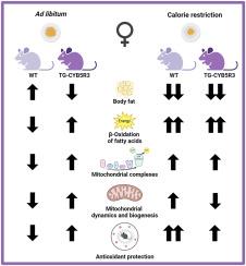 CYB5R3 overexpression exhibits sexual dimorphism: Mitochondrial and metabolic adaptations in transgenic female mice during calorie restriction