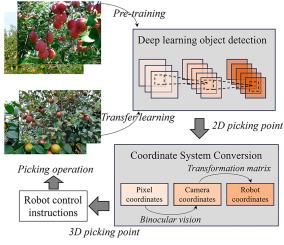 3D positioning of Camellia oleifera fruit-grabbing points for robotic harvesting