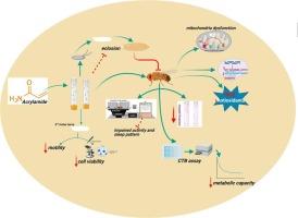 Evidence of acrylamide-induced behavioral deficit, mitochondrial dysfunction and cell death in Drosophila melanogaster