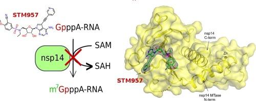 Structure of SARS-CoV-2 MTase nsp14 with the inhibitor STM957 reveals inhibition mechanism that is shared with a poxviral MTase VP39